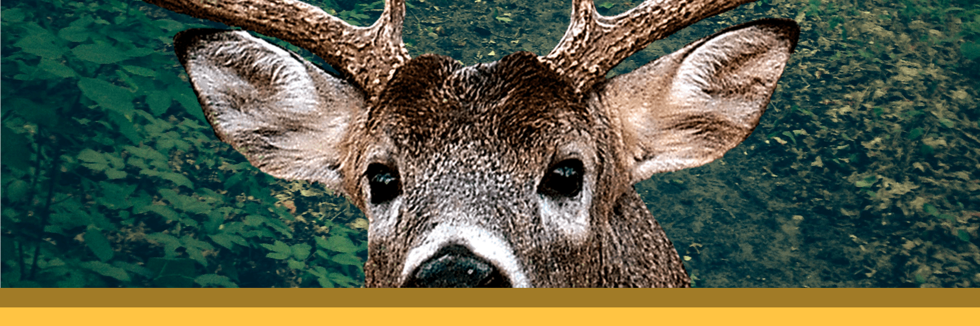 WillSwartz's profile banner image