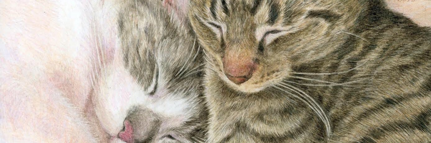 catportrait's profile banner image