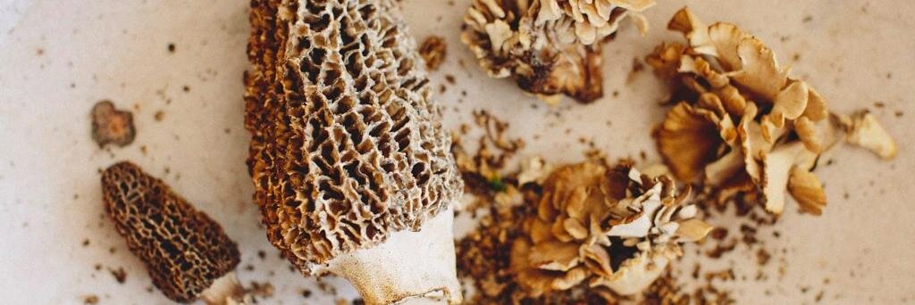 Emily LaFave Olson banner