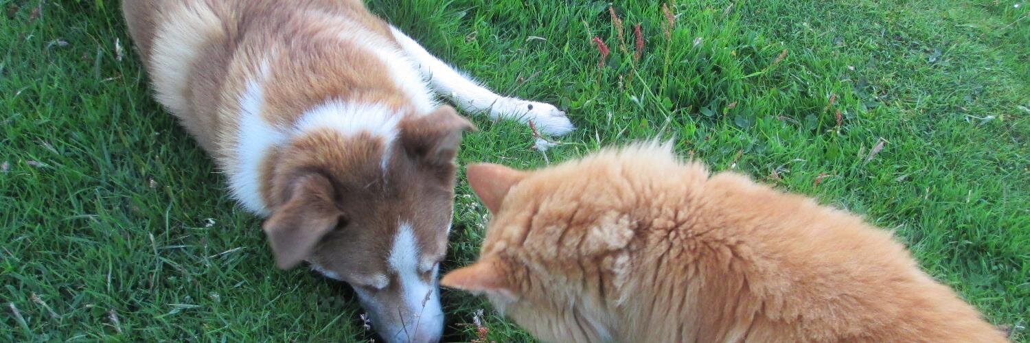 Hayley Anderton banner