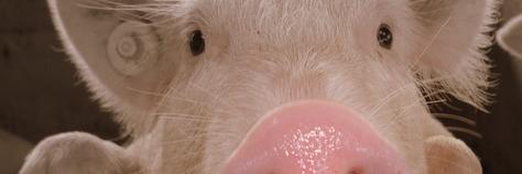 はくべい提督 banner