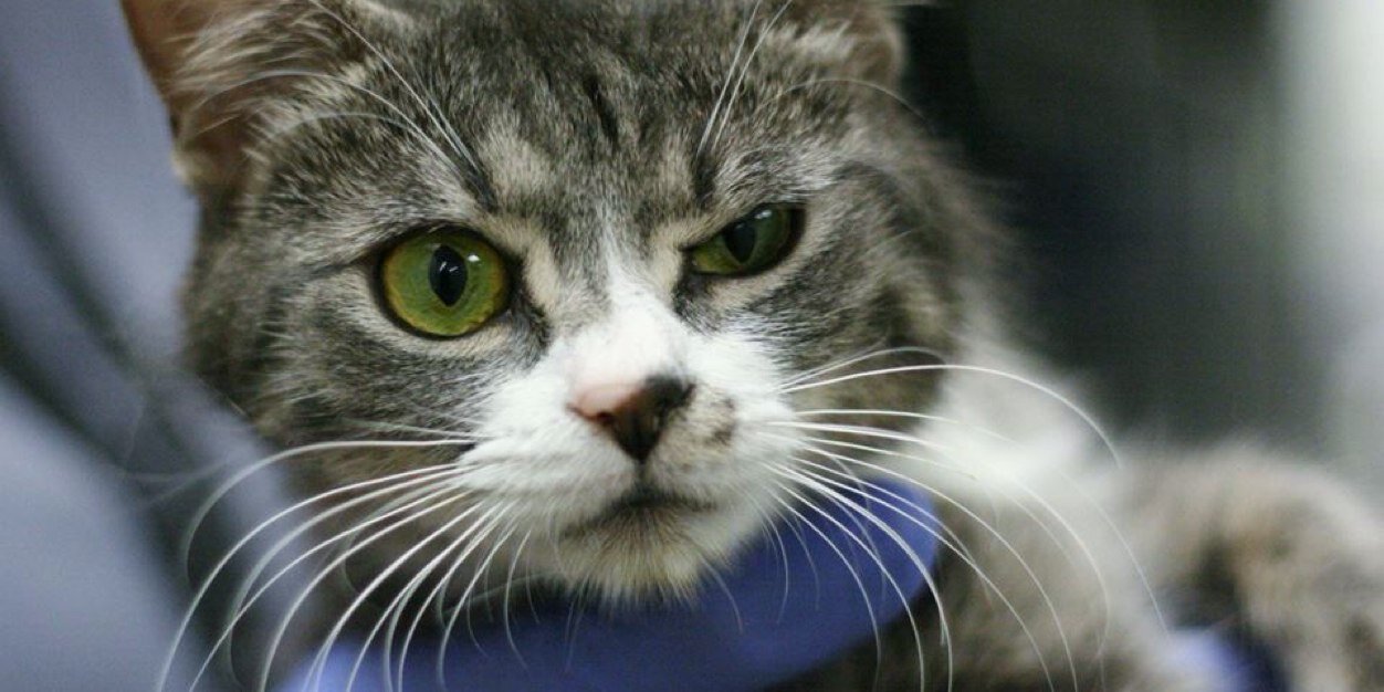 cyndakat's profile banner image