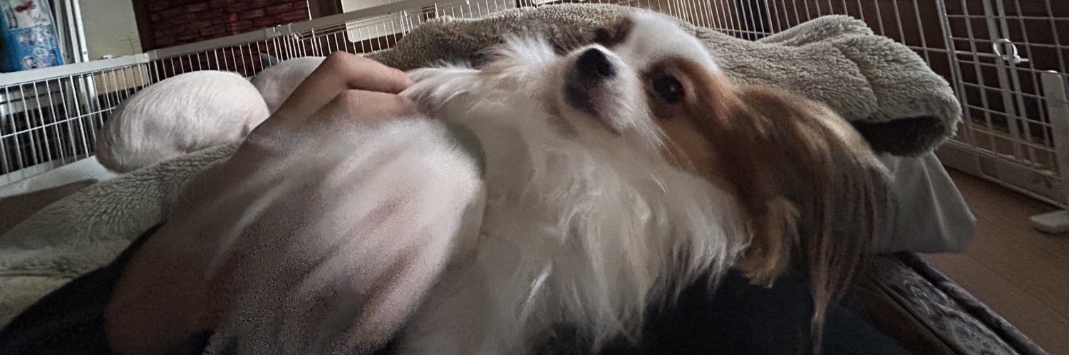 もふこ banner