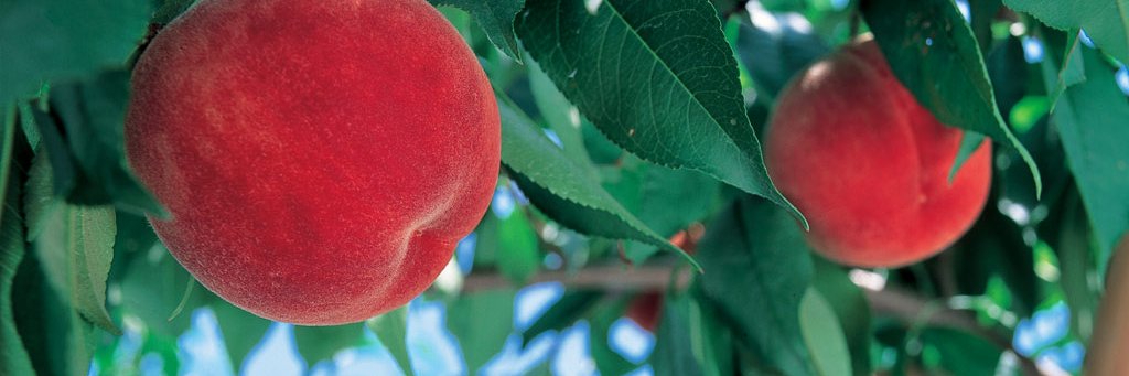 桃源響RECORDS banner