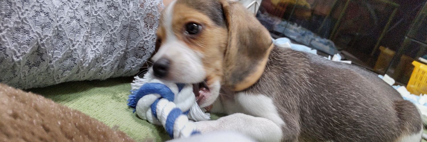 【ビーグル（beagle）犬との暮らし】's banner