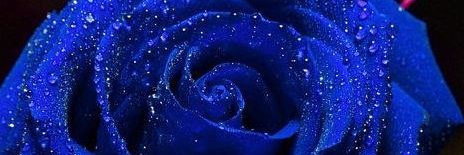 BlueRose1959's profile banner image