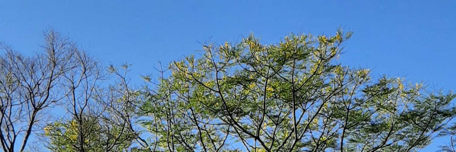 Rafael May banner