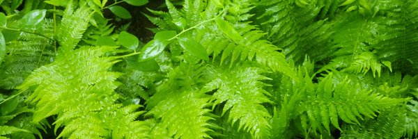 AuniWilliams Profile Banner