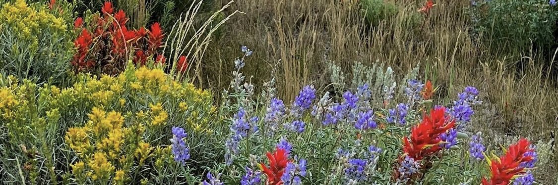 Joy McButtercup banner