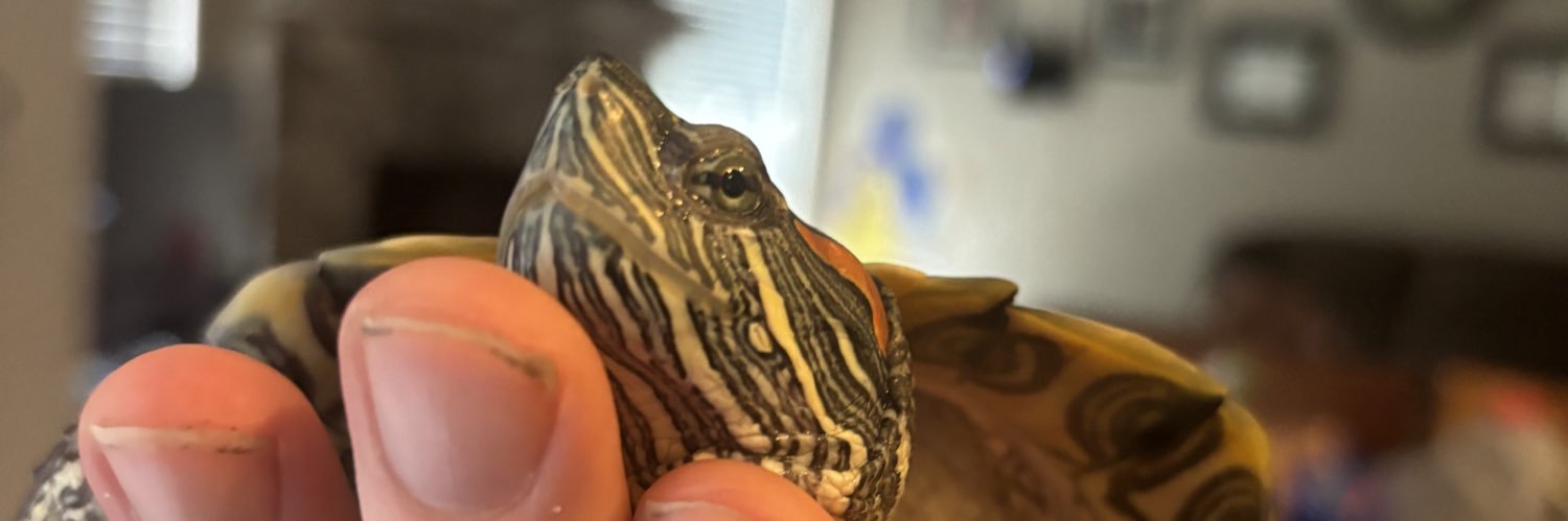 𝒞𝐸𝒪 𝑜𝒻 𝒯𝓊𝓇𝓉𝓁𝑒𝓈 🐢🇺🇸 banner