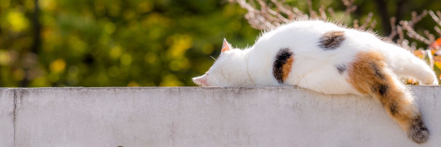 のらねこ！中華パーツ自作PC本頒布中 banner