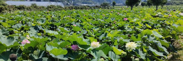 birdsinging5 Profile Banner