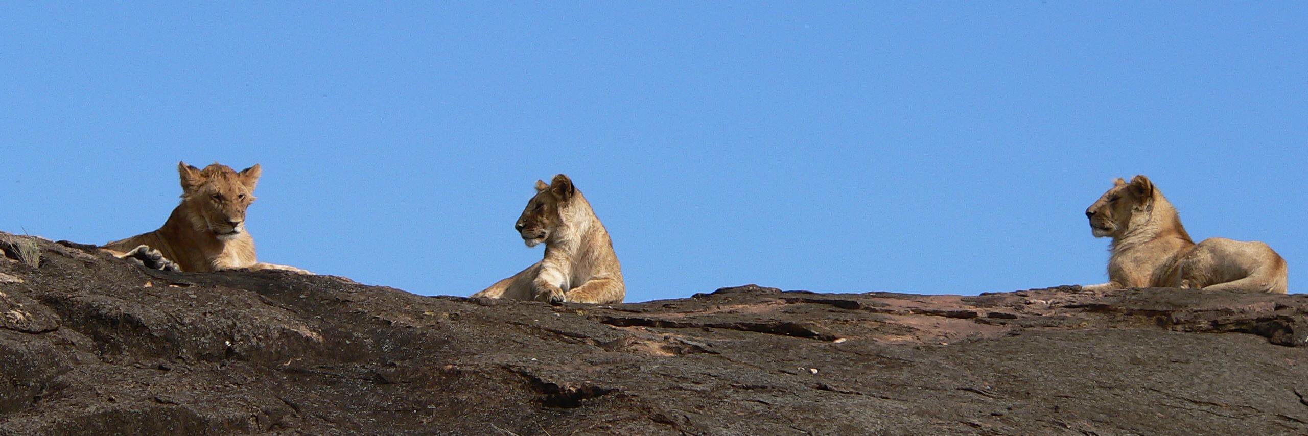 DiscovSafaris's profile banner image