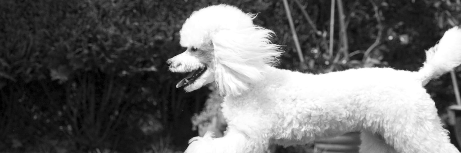 poogiedog's profile banner image