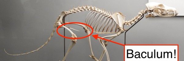 _baklon Profile Banner