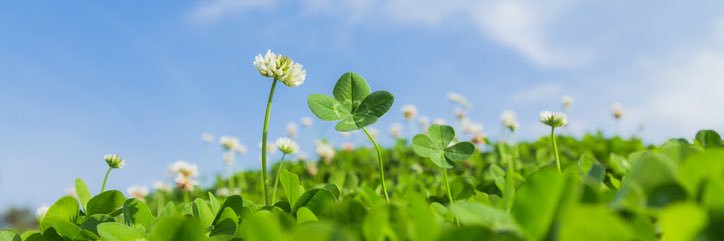 siorinrin_40's profile banner image