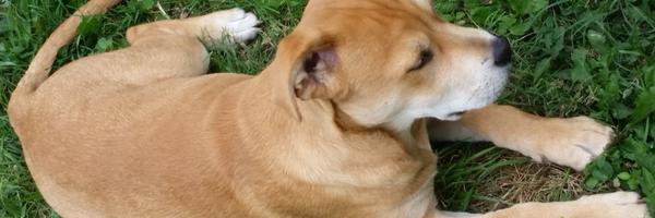 heyval2 Profile Banner