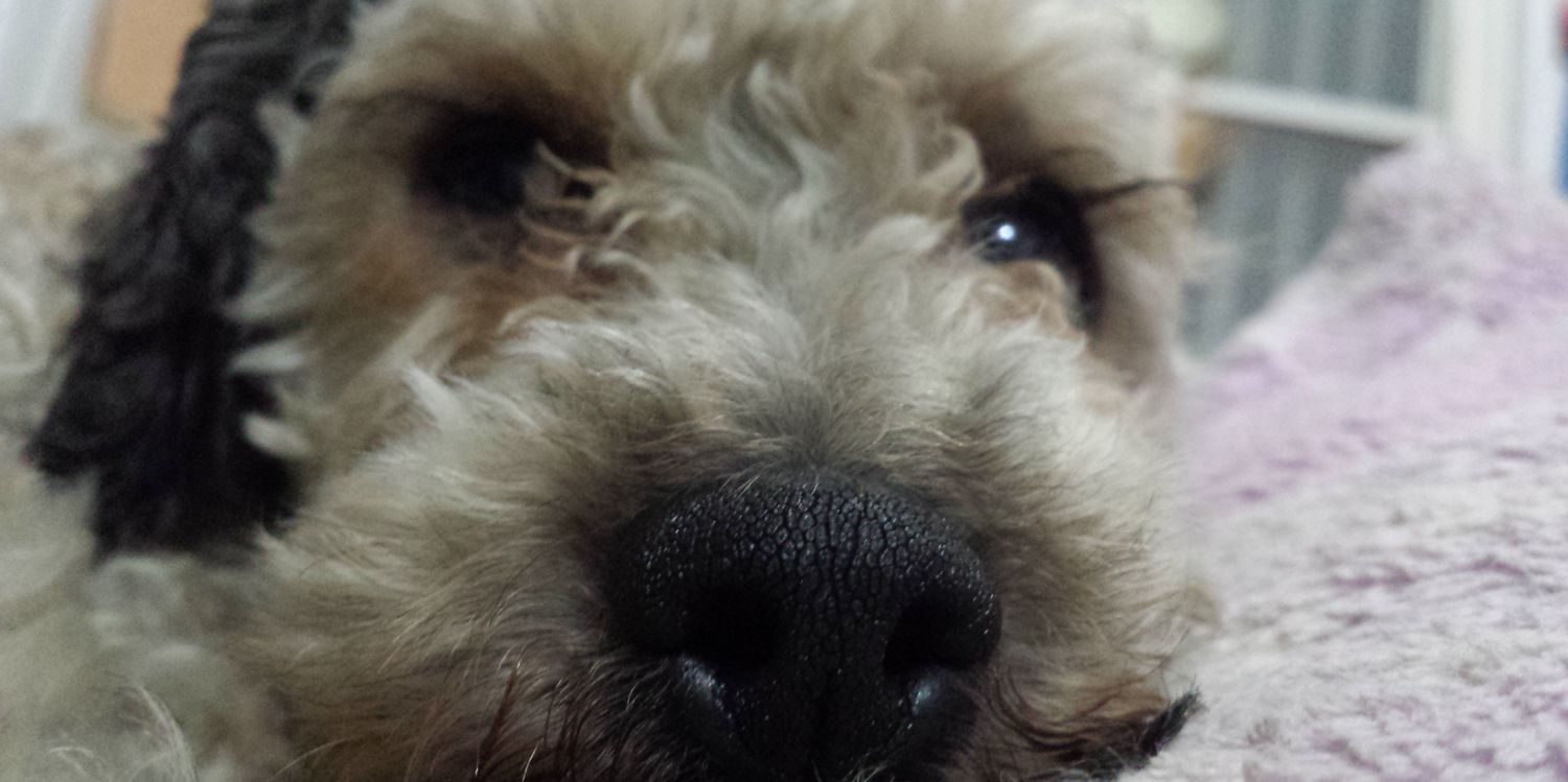 Dante Contreras R. banner