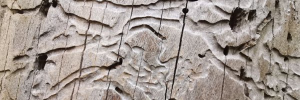 Anarc12579160 Profile Banner