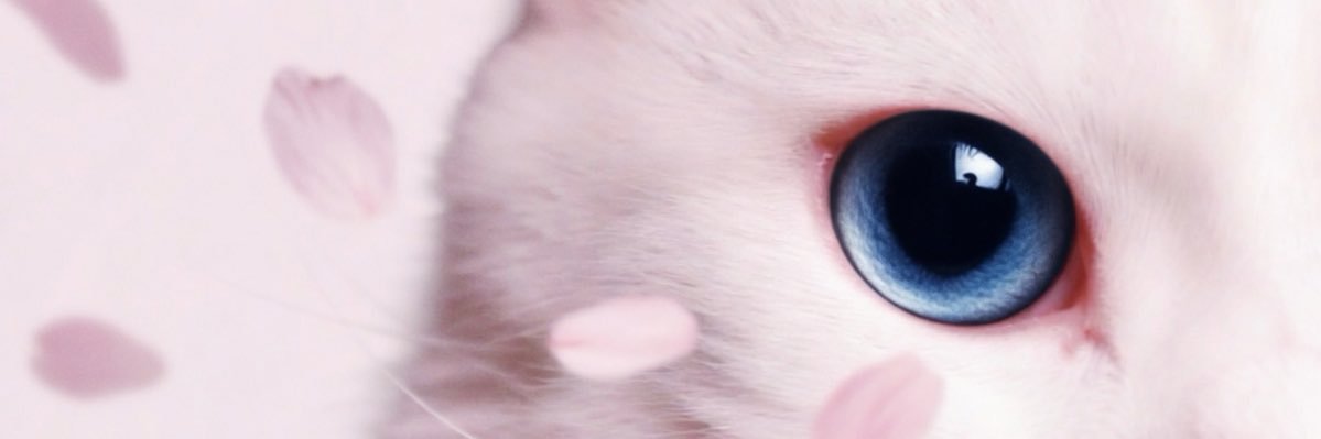 𝔰 𝕒 ₜₒ ʳⁱ ໒꒱· ﾟ🌸𝑆ᴬᴷᵁᴿᴬ ⱽᴱᴿ𝑆ᴵᴼᴺ🌸 banner