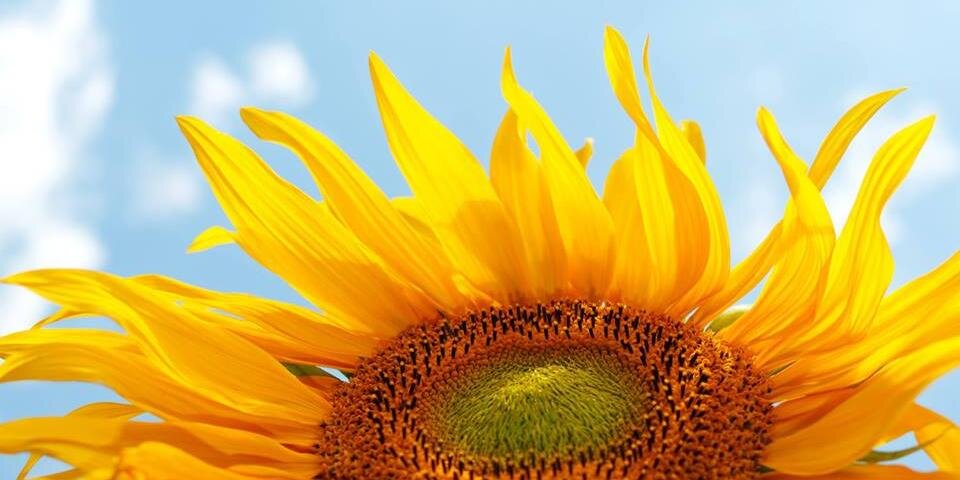 Abrigo Centre banner