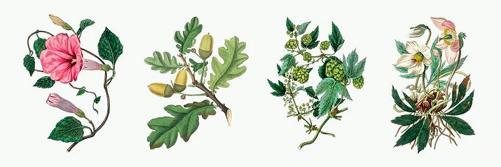 Botanical Helper banner