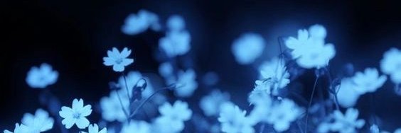 ᴠᴀɴ •ᴗ• banner