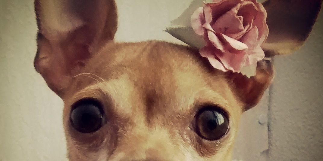 faniie_ca's profile banner image