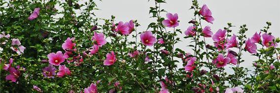 lyg0205's profile banner image