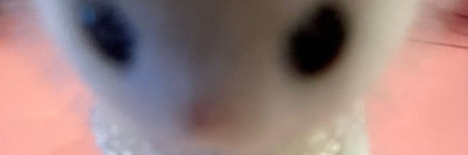 umeboshich's profile banner image