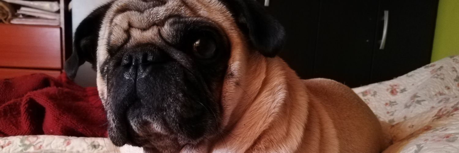 Niissmillapi's profile banner image