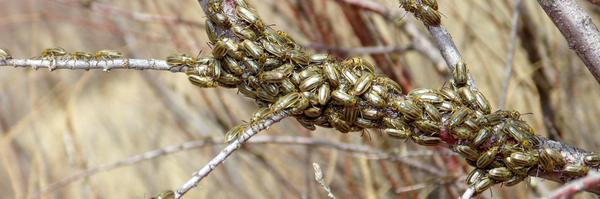 miteybugbytes Profile Banner