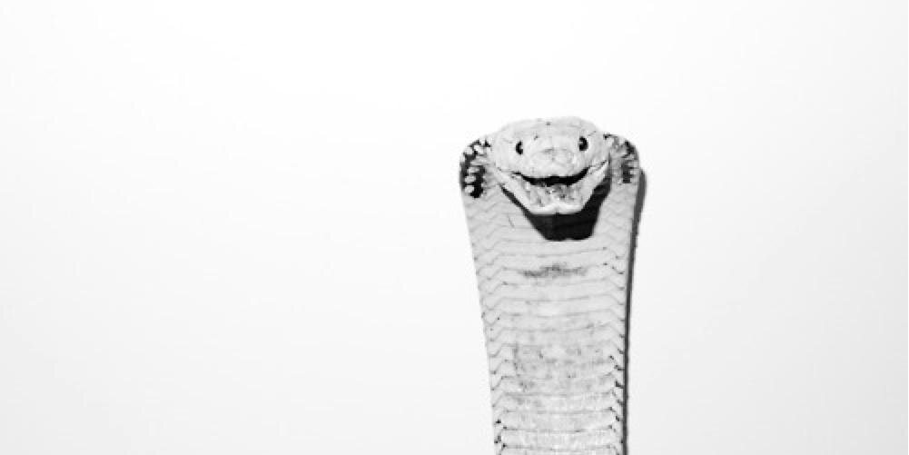 Dana M banner