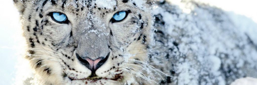 artic_cat's profile banner image