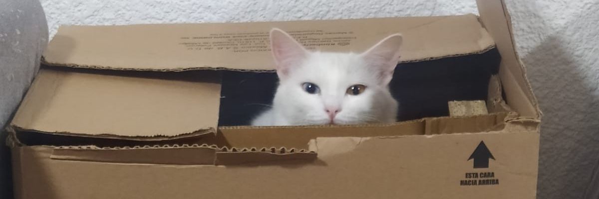 dairapuga's profile banner image