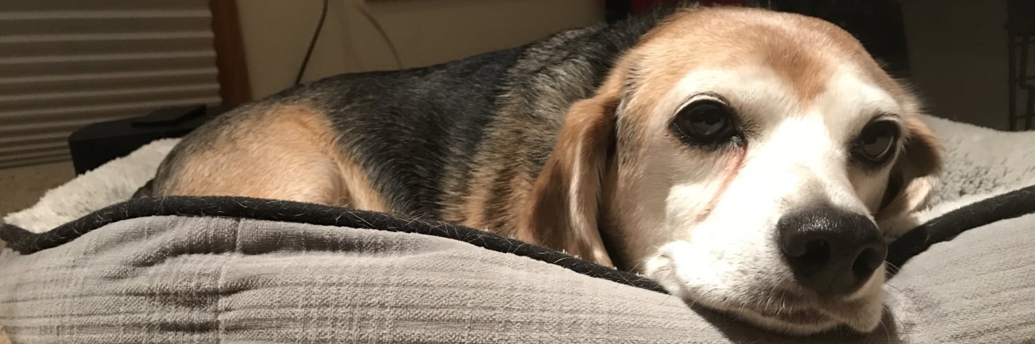 Cael Stephany banner