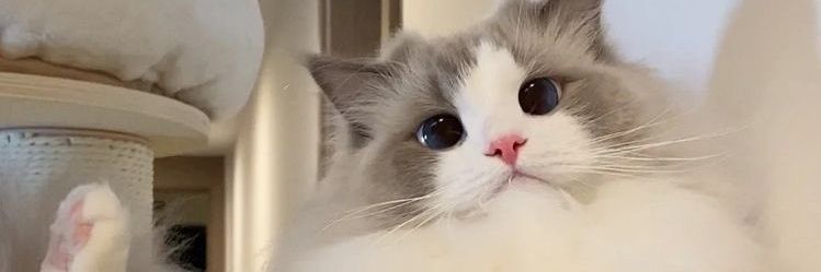`╭ YAE MIKO banner