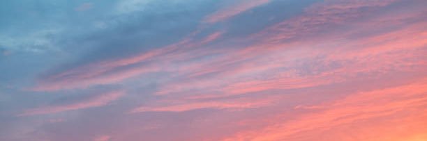 Francessca Reynoldson banner