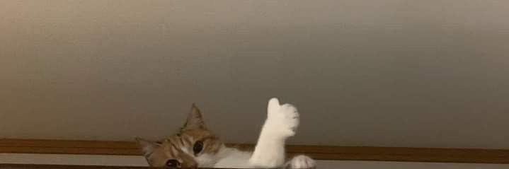 Gab. banner