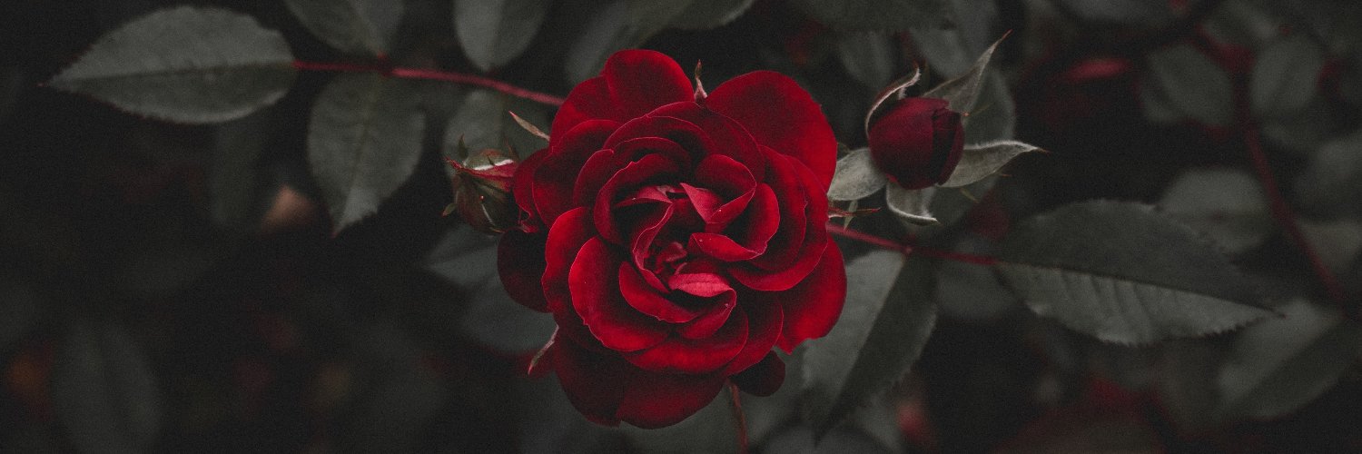 DivineNightRose's profile banner image