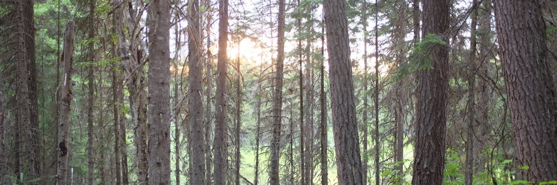 Jenn Matthews banner