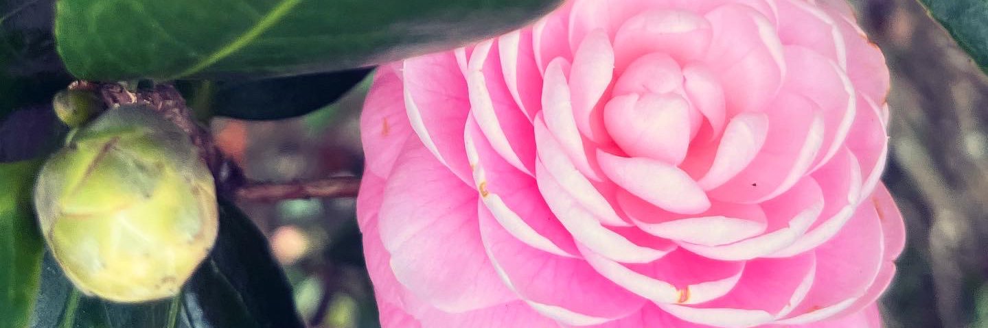 Amy Thibodeau banner