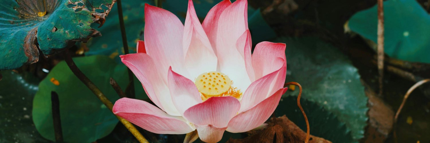 Jane (yes, that Jane) 🦅🇺🇸🇮🇪🇺🇦🏳️‍🌈💙 banner