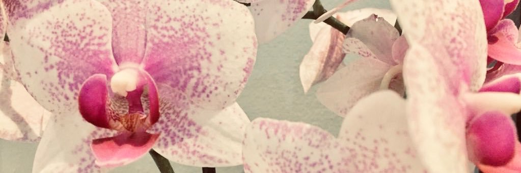 shabangutnn's profile banner image