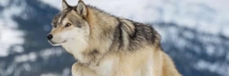 Их Монгол хүн banner