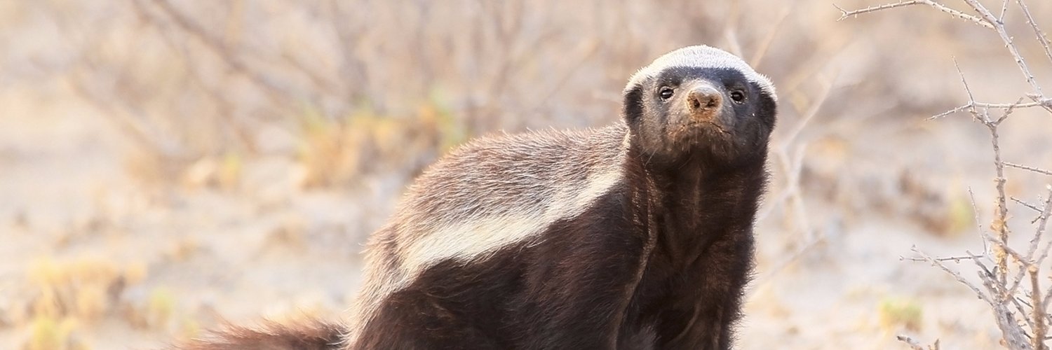 badgerreturns's profile banner image