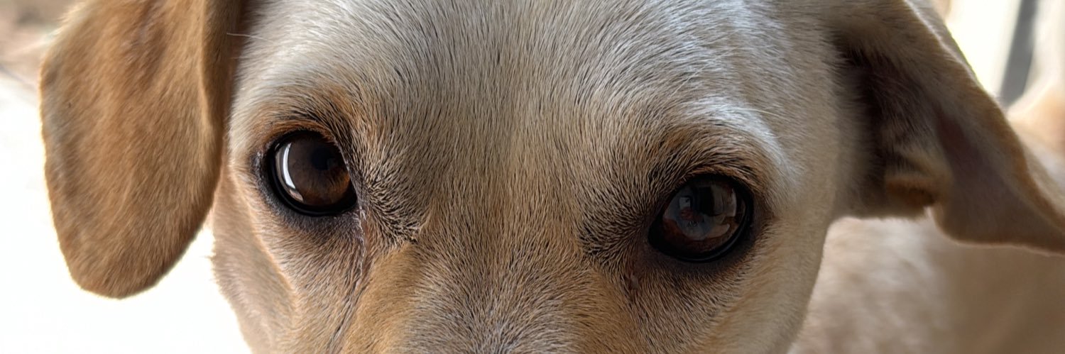 rulosmuchos's profile banner image
