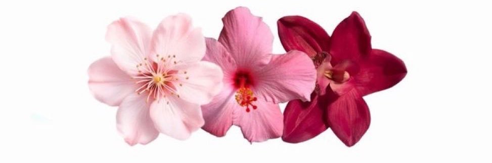 biy 𓆝 ⋆. banner