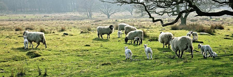 SheepDog Research banner