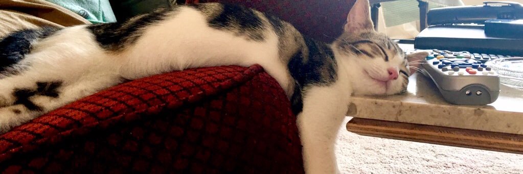 ShannonLeigh 🌻🌻🌻 banner